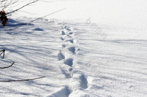 踪迹关于动物采用指已提到的人寒冷的白色的雪