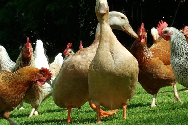 鸡和鸭采用指已提到的人花园wait采用g为feed采用g
