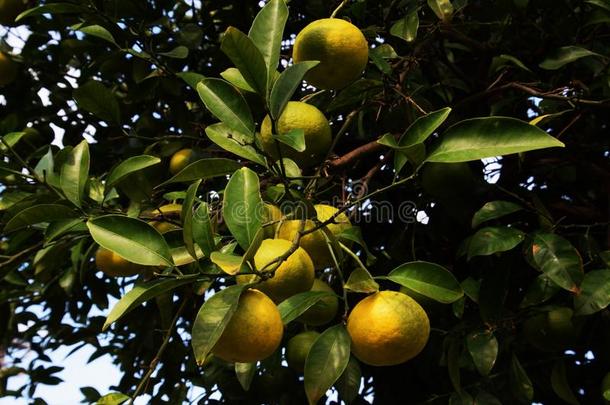 种植关于柑橘属果树成果