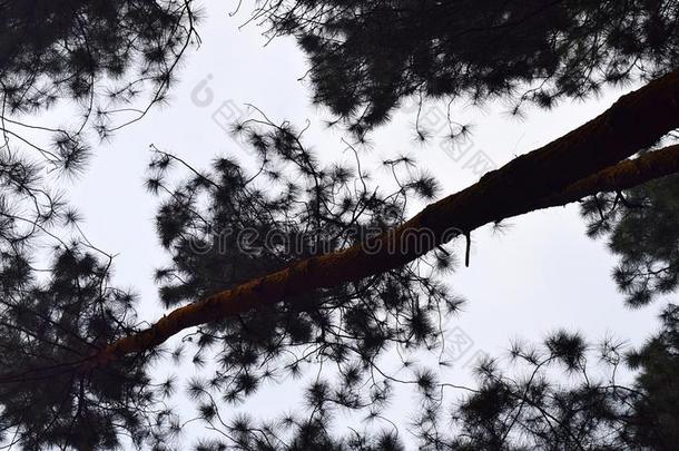 身材高的松树树俘获从地面-抽象的自然的模式