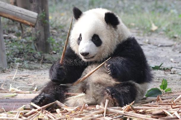 小的<strong>熊猫</strong>幼小的兽是（be的三单形式吃竹子拍摄,<strong>成都熊猫</strong>基础,希腊字母的第22字
