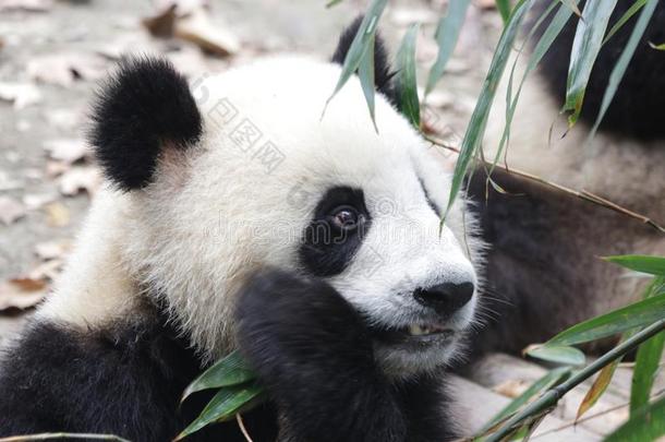 小的熊猫幼小的兽是（be的三单形式吃竹子拍摄,成都熊猫基础,希腊字母的第22字