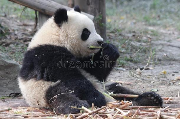小的熊猫幼小的兽是（be的三单形式吃竹子拍摄,成都熊猫基础,希腊字母的第22字