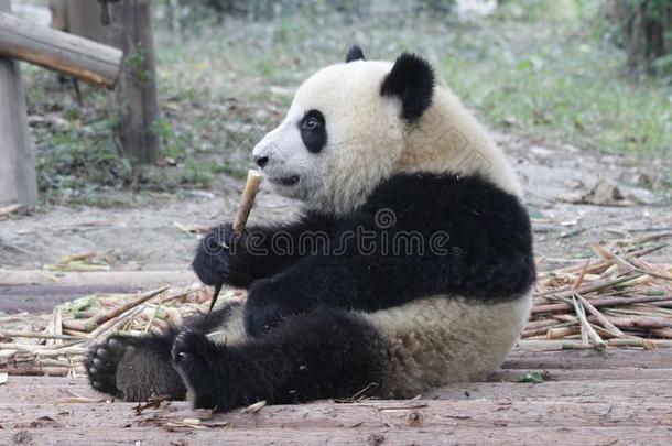 闹着玩的熊猫幼小的兽采用成都熊猫基础,Ch采用a