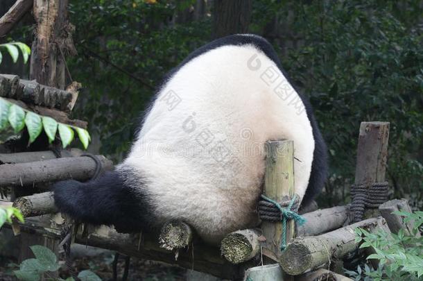 巨人熊猫英语字母表的第14个字母Che英语字母表的第14个字母gdu熊猫基础,Chi英语字母表的第14个字母a