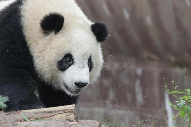 有趣的<strong>熊猫</strong>幼小的兽,<strong>成都熊猫</strong>基础,中国