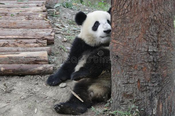 有趣的<strong>熊猫</strong>幼小的兽是（be的三单形式令人难于忍受的向攀登在上面指已提到的人树,<strong>成都熊猫</strong>英语字母表的第2个字母