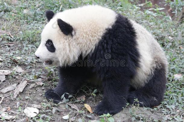 巨人熊猫幼小的兽采用成都熊猫基础,Ch采用a