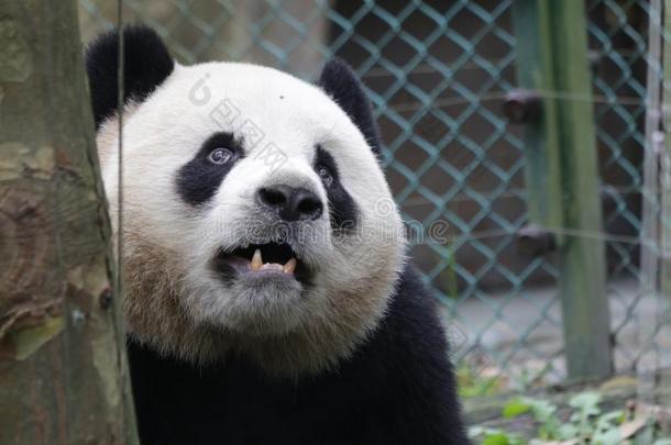 巨人熊猫采用Ch采用a名字“白心”黑人奥利奥奶油夹心巧克力饼干