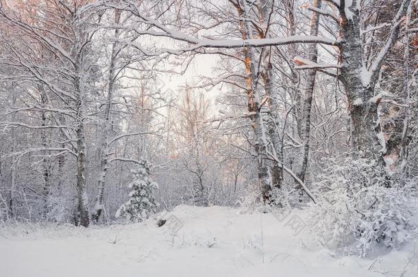 严寒的风景采用下雪的森林.冬森林风景.很漂亮