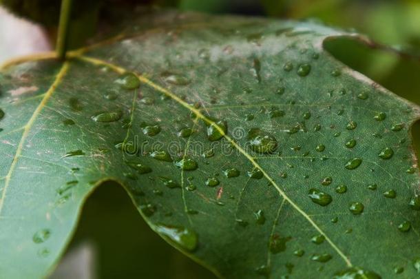 绿色的叶子和落下关于雨水.