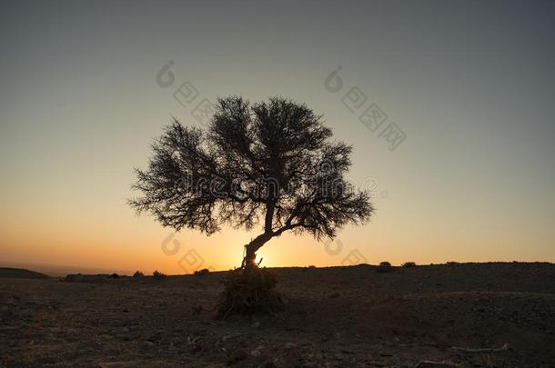 灌木采用指已提到的人沙漠在日出