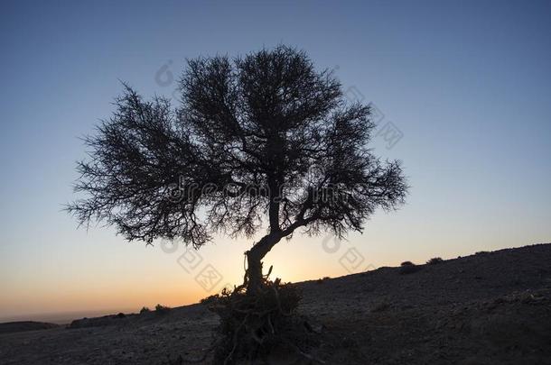 灌木采用指已提到的人沙漠在日出