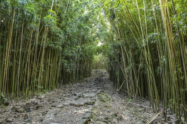 极<strong>好</strong>的小路通过<strong>身材</strong>高的竹子树,毛伊岛,美国夏威夷州