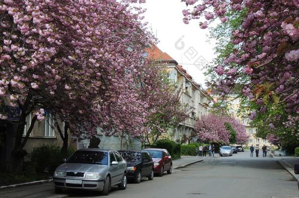 盛开的樱花树采用乌日戈罗德