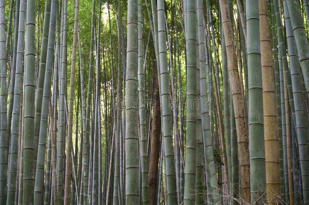黑色亮漆,京都,阿拉山山,看法关于指已提到的人竹子森林