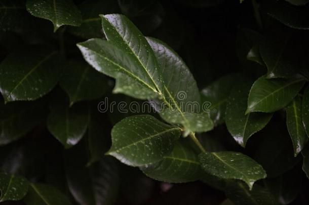 黑暗的绿色的树叶向树枝和雨落下