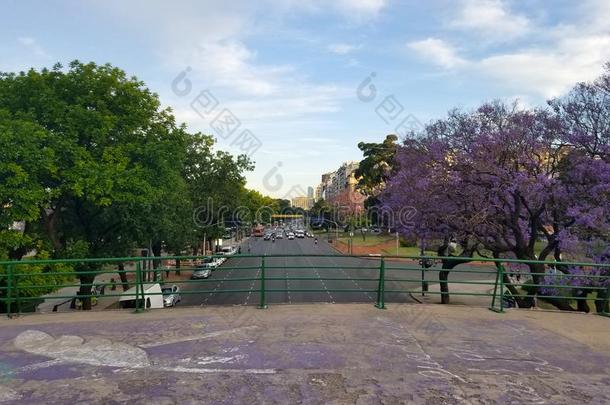 春季开花紫薇科兰花楹属植物采用人名艾雷斯,Argent采用a.公路