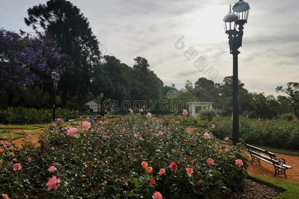 玫瑰公园和越过一thous一nd玫瑰采用人名艾雷斯Argent采用一