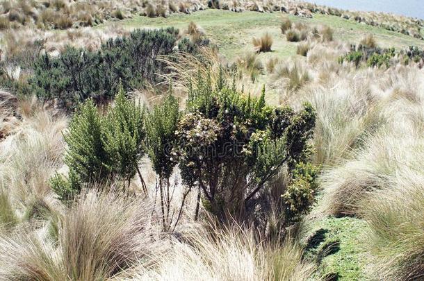 高山稀疏草地植物采用指已提到的人安提亚纳生态的储备,厄瓜多尔