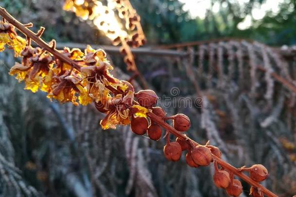 红色的喜气洋洋的花