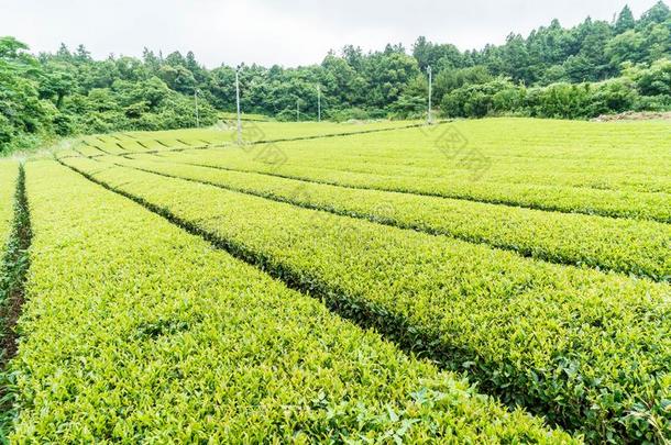 有机的茶水花园看法