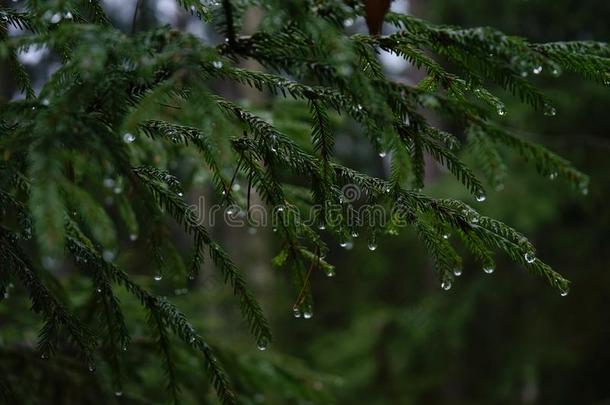 衣着整洁的树树枝自然下雨的一天落下森林绿色的颜色克洛