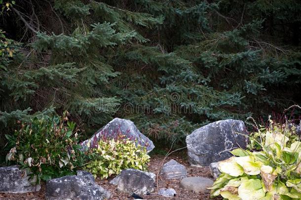 松树针采用石头花园