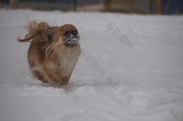 狗跑步采用指已提到的人雪.