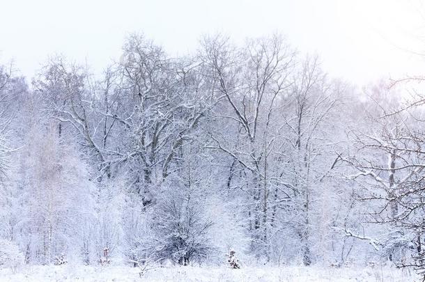 野生的森林大量的和雪和和煦的：照到阳光的热点