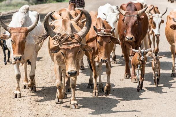 母牛和牛采用指已提到的人甲基催产素山谷关于埃塞俄比亚