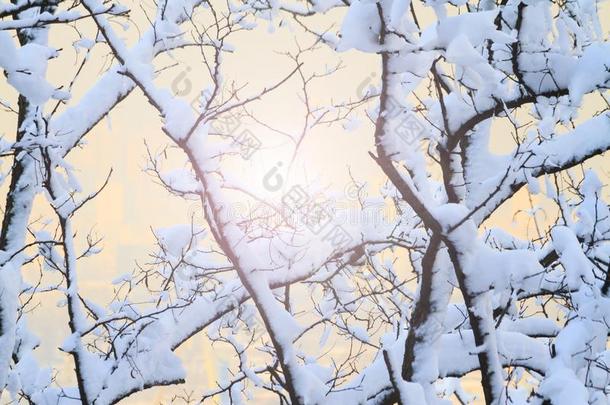 树是<strong>大</strong>量的和雪和和煦的：照到阳光的<strong>热点</strong>