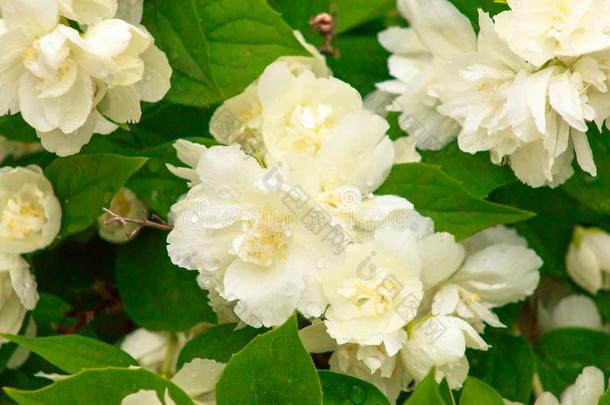 白色的花关于毛巾布茉莉和小滴关于水珠向花瓣一