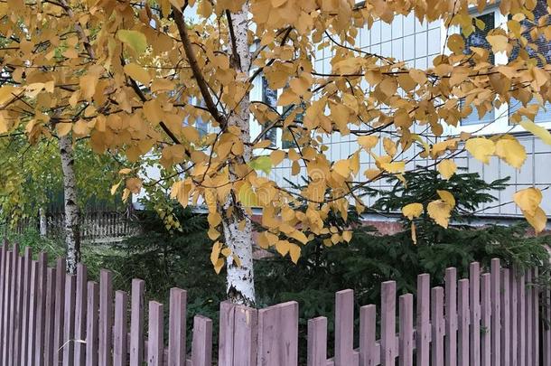 金色的秋树叶越过毛皮树和一木制的栅栏-自然