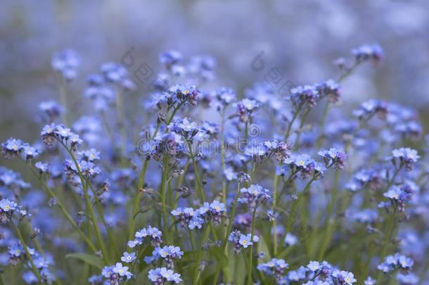 春季蓝色花,不忘记我,勿忘我草向自然的后台