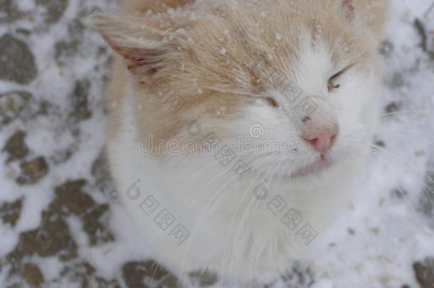 猫采用雪花
