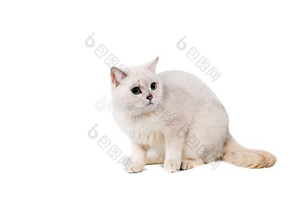 光<strong>灰色</strong>短的-有毛发的猫<strong>纯</strong>种的动物伯米利亚使隔离向whiteiron白铁