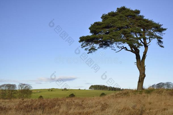 孤单的苏格兰的松树树