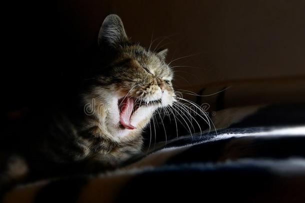 美丽的家平纹猫乏味或枯燥的事物,疲倦的,<strong>需求</strong>向睡
