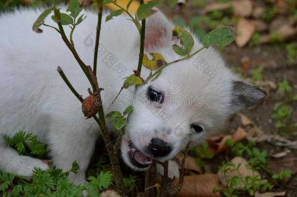 小的白色的小狗
