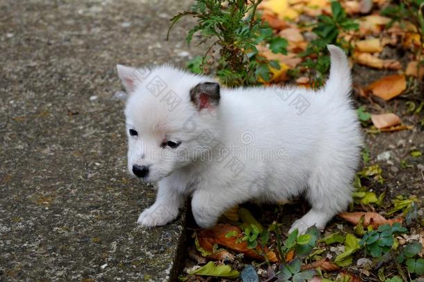 小的白色的小狗