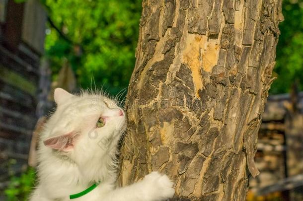 指已提到的人猫是（be的三单形式表面涂布不均向一树