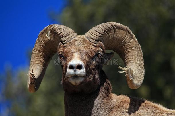 大角羊公羊采用指已提到的人拉马尔山谷