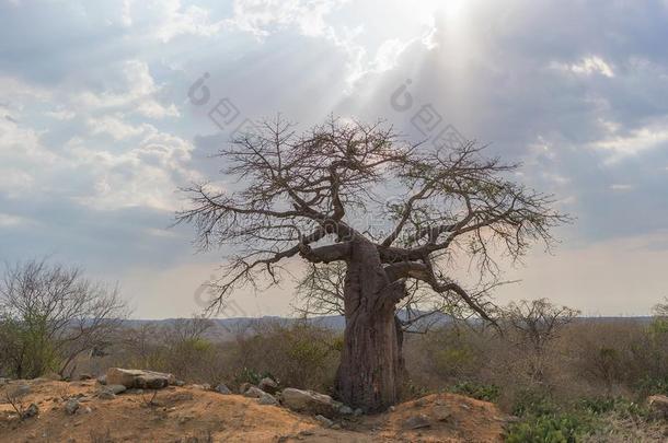 非洲的猴面包树和戏剧的天.安哥拉棉<strong>毛呢</strong>.