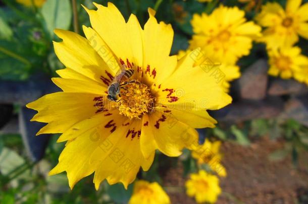 关在上面宏指令关于蜂蜜蜜蜂向获利多的黄色的花和红色的