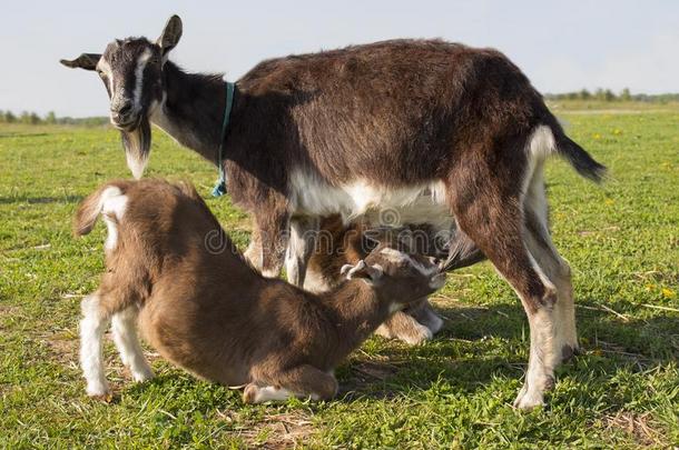 山羊妈妈是用母乳喂养她两个小孩