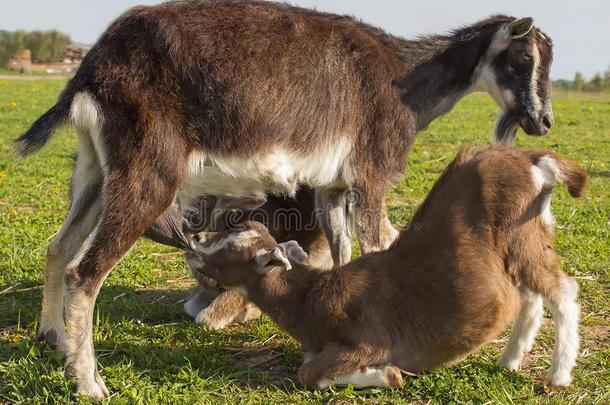 山羊妈妈是用母乳喂养山羊两个小孩