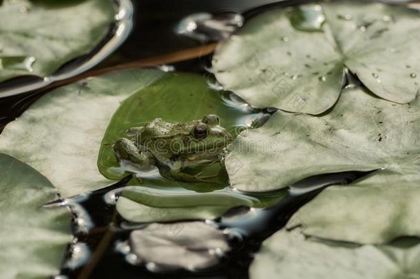一绿色的青蛙一次采用指已提到的人池塘满的关于水百合花