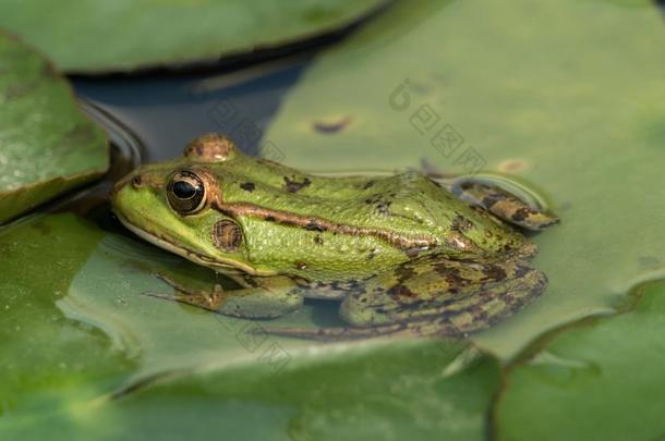 一绿色的青蛙一次采用指已提到的人池塘满的关于水百合花