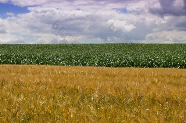 小麦田和谷物田采用夏季